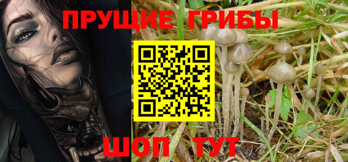 Галлюциногенные грибы Cubensis  Псилоцибиновые грибы мухоморы  Ахтубинск  Вход с VPN 